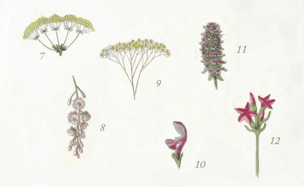 Dibujos de plantas para estudios de fitoterapia